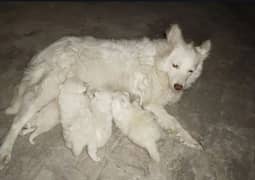 russian long coat puppies