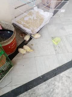 peacock chicks for sale limited stock