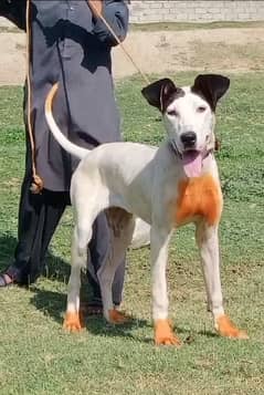 female 8 mahine ki for sale Guwahati gultair