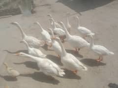 For sale 03027876644
