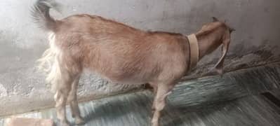 dasi bakri