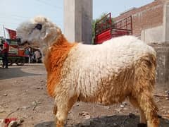 Desi Mundra Heavy wieght