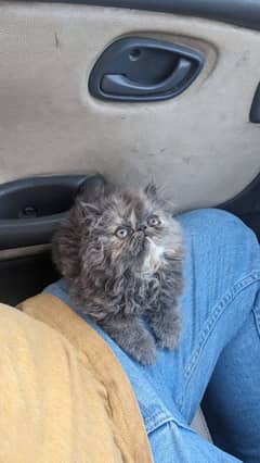 Top quality piki female / grey  kitten availabale for sale
