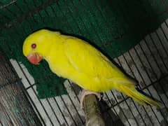 yellow ringneck