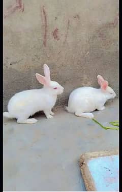 Rabbits for sale wiht And Red Ayes one pair