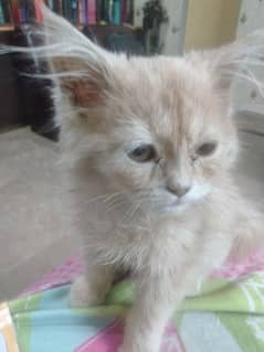 Persian cat punch face
