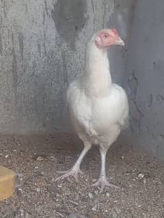 white heera madi
