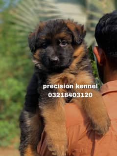 Pedigree German shepherd puppies available for sale