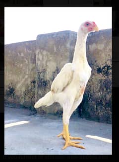 White o shamo male