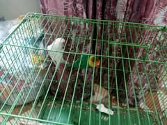 I want to sell lovebird breeder pair