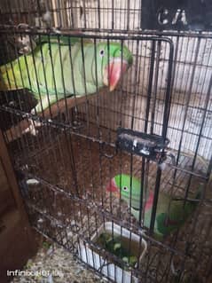 Raw Breeder Pair 110% Guranteed Jumbo Size