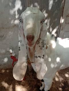 Rajanpuri dogla Bakra weight 40 kg 2 daant