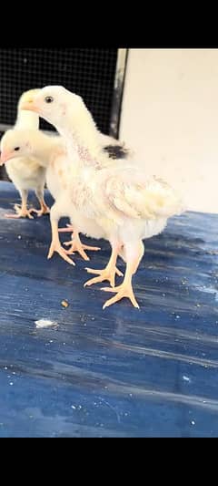 Aseel paper white nok nalli heera chicks(High Quality) GIFT DEAL