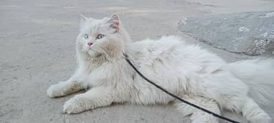 male cat available for mating