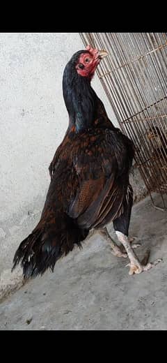 aseel hens available 1 mianwali cross 1 lasani cross.