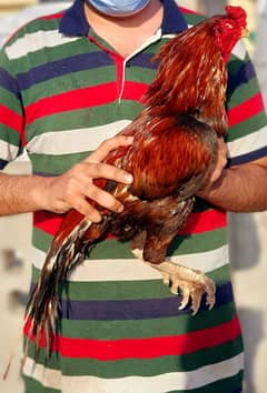 high quality old blood amroha Mianwali lasani breeder aseel murga hen