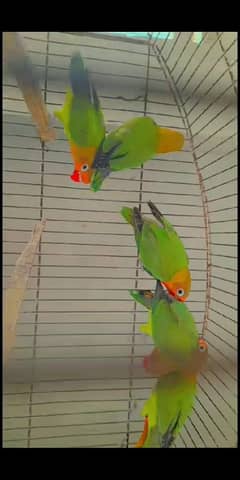 Love bird for sale (Fisher, Lutino, Feshri, Albino, Opline)