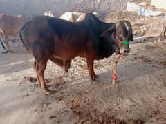 QURBANI 2025 COLLECTION