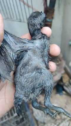 dragon chick available