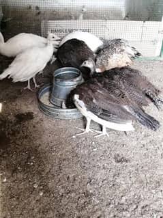 Green Java Peacock chiks for sale 03477484596 call wahtasp