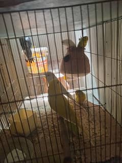 exhibition buddies for sale