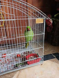 parrot    for sale