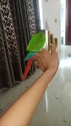 green check conure
