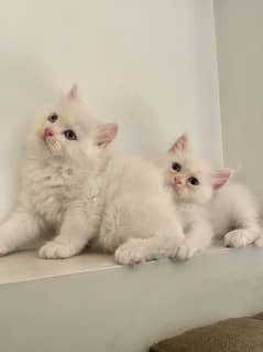 Persian Kittens (White,Brown)