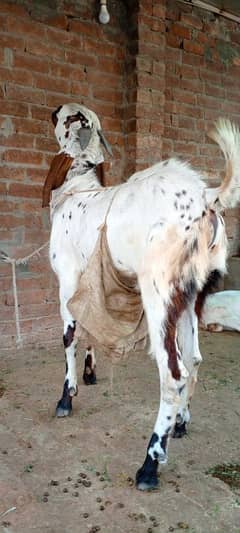 13 month breeder for sale