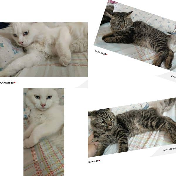 Pure Persian Double coated Pair 0