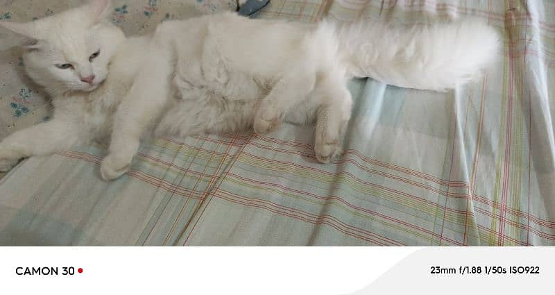 Pure Persian Double coated Pair 2