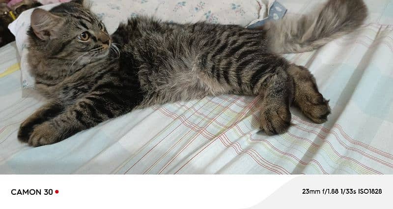 Pure Persian Double coated Pair 3