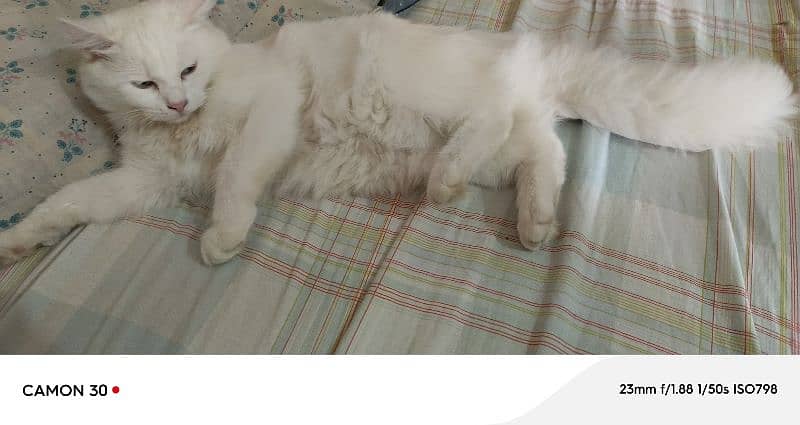 Pure Persian Double coated Pair 4