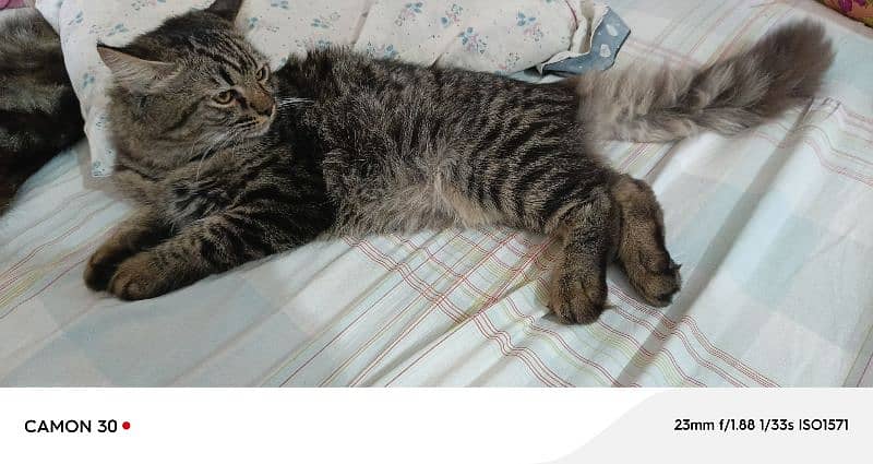 Pure Persian Double coated Pair 5