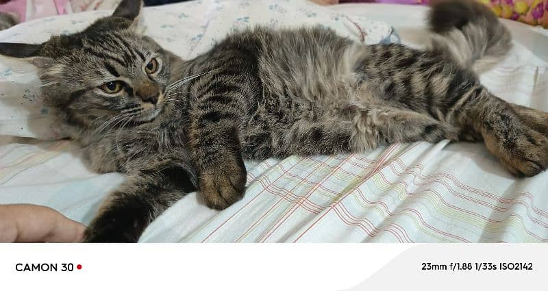 Pure Persian Double coated Pair 7