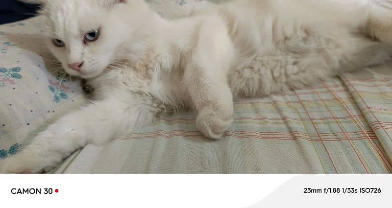 Pure Persian Double coated Pair 8