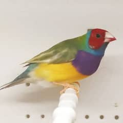 Gouldian