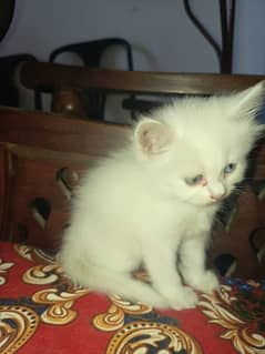 cats pair with 1.5 months old