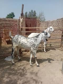 Eid Goat