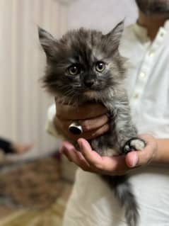 Persian Himalayan Kitten