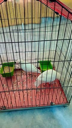 Breader Pair white albino lovebirds