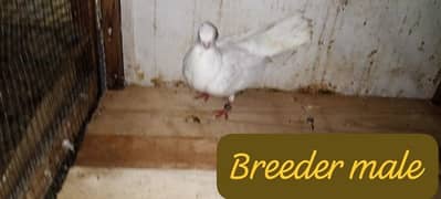 Fancy pigeons pairs and extra piece available