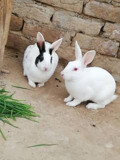 1 male 1 female
