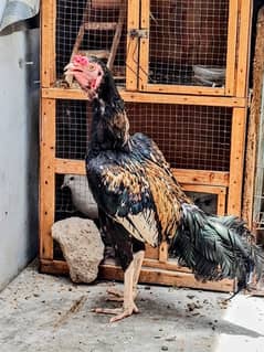 اصیل سوا  age 1 year