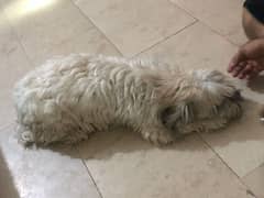 Podel Female For sale
