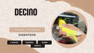 Decino
