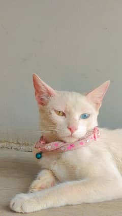 Multi Eye Colour Persian Cat