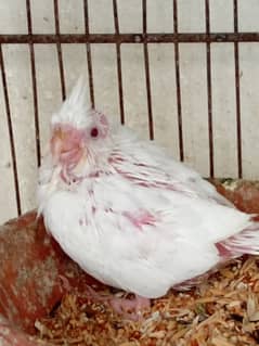 02 coktil chickes for Sale for hand tam
