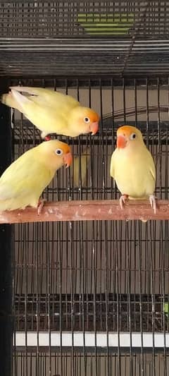 cremino into decino breeder pair