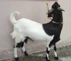 Bakra for sale 2 daant